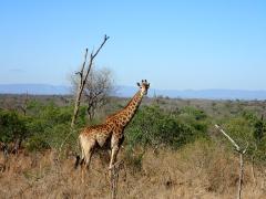 Mkhaya Game Reserve – October 19, 2014